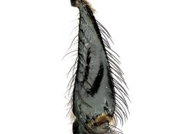   Apis andreniformis  female hind tibia, photo: T. Brady 
